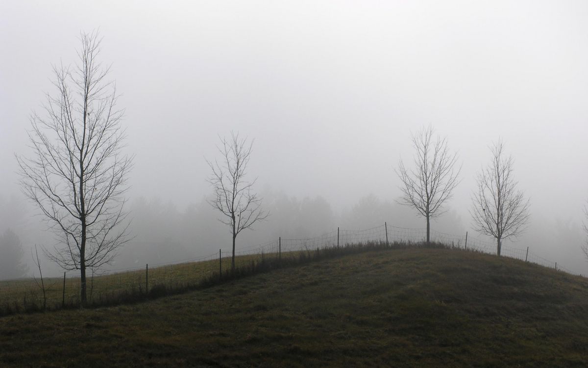 bare trees on green grass field under white sky during daytime