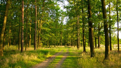 Image green grass and trees during daytime