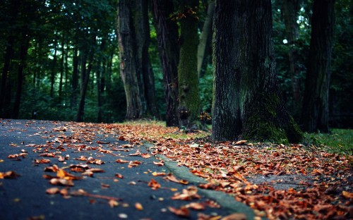 Image brown dried leaves on the ground