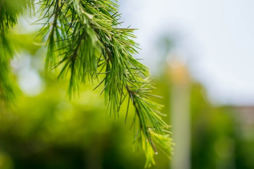 Image green leaf plant during daytime