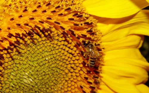 Image honeybee perched on yellow sunflower in close up photography during daytime