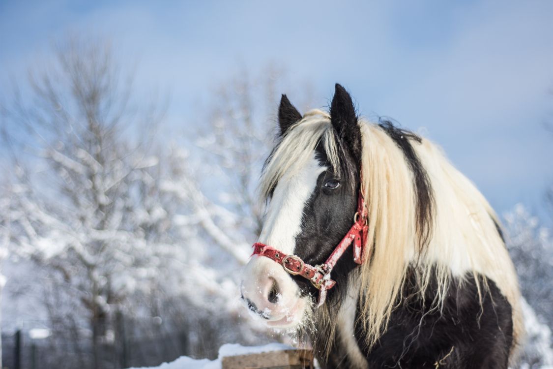 black and white horse on snow covered ground during daytime