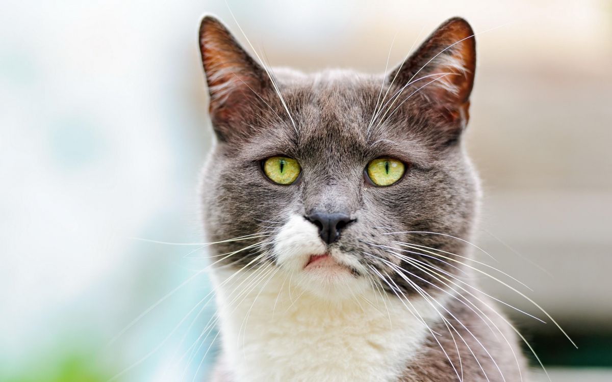 脾气暴躁的猫, 小猫, 胡须, 猫科, 小胡子 壁纸 2560x1600 允许