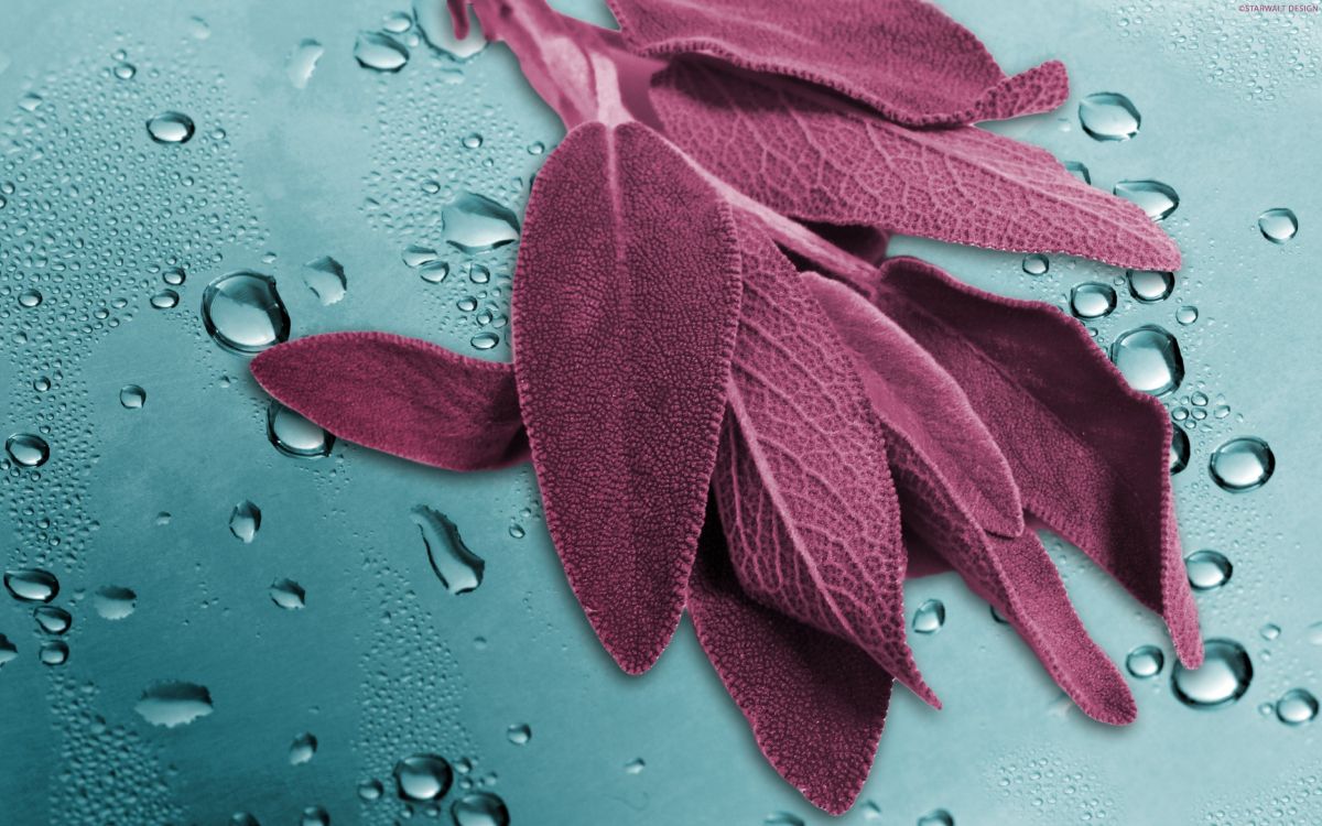 Feuille Rouge Sur Les Gouttelettes D'eau. Wallpaper in 2560x1600 Resolution
