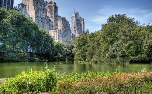 Image green trees near body of water during daytime