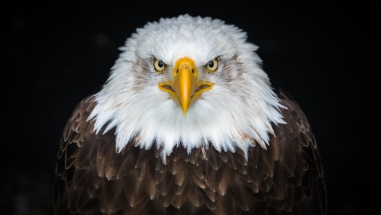 Image brown and white eagle in close up photography