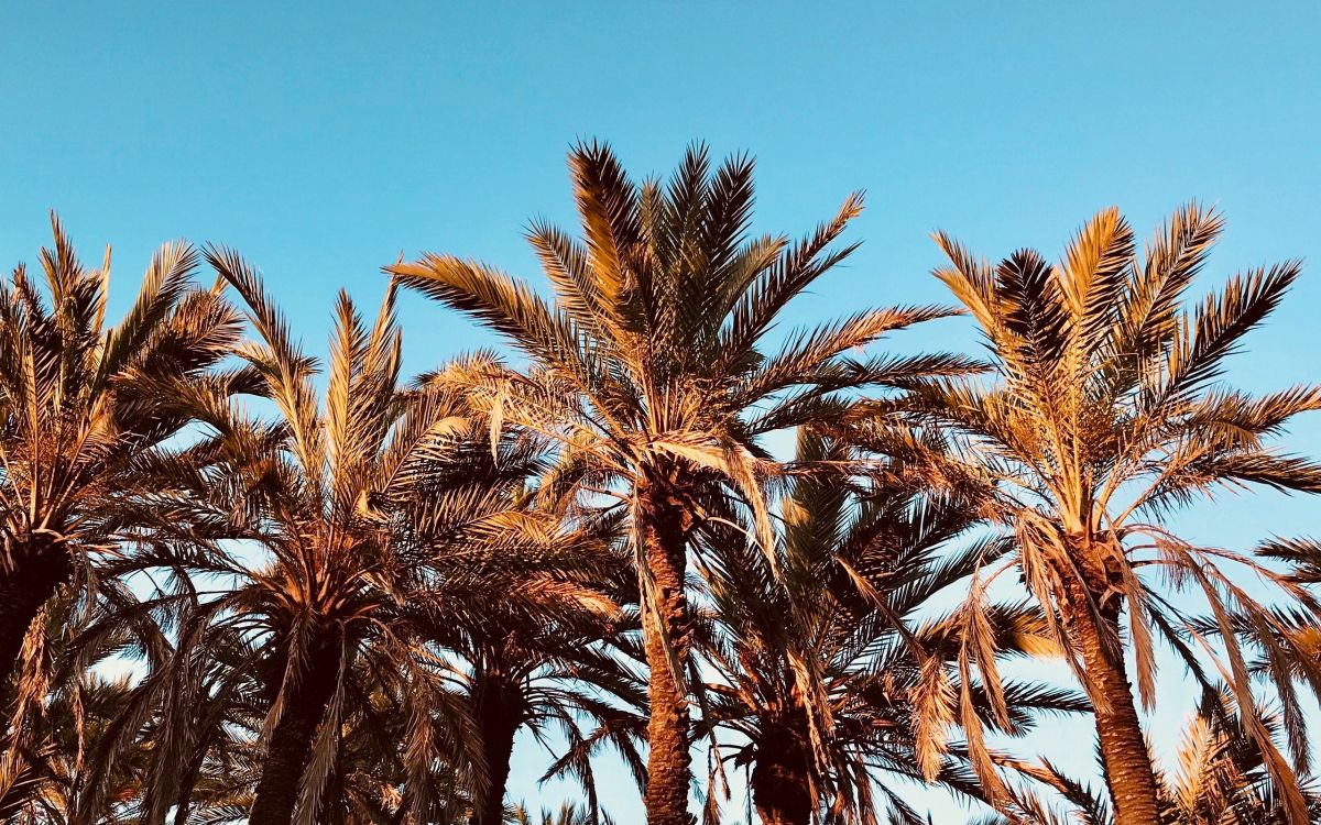 Palmera Verde Bajo un Cielo Azul Durante el Día. Wallpaper in 2560x1600 Resolution
