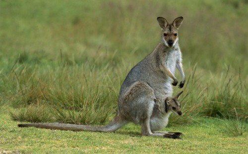 Image brown kangaroo on green grass field during daytime