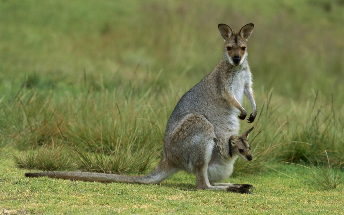 brown kangaroo on green grass field during daytime