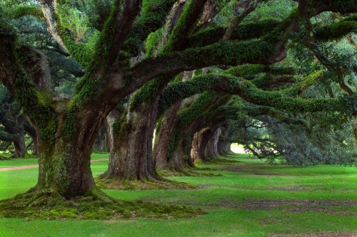 Image green grass field with trees