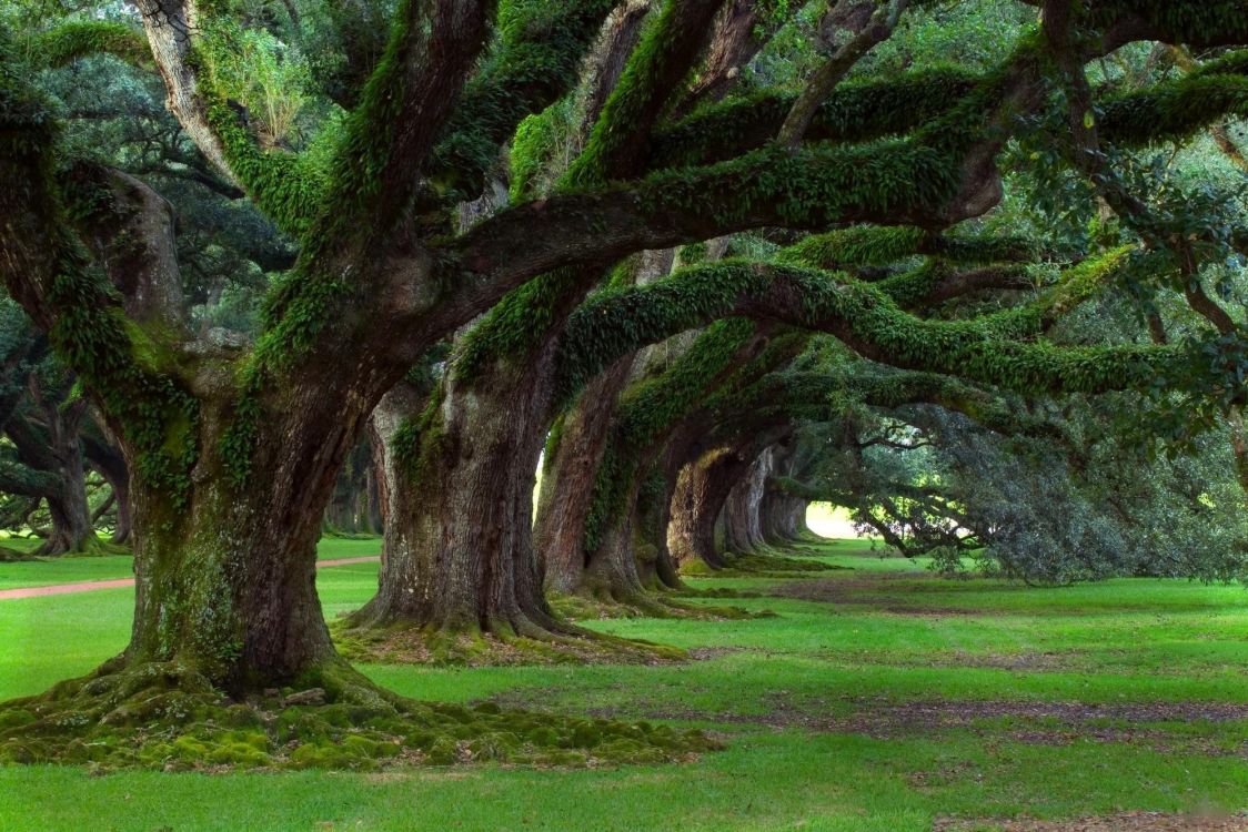 green grass field with trees