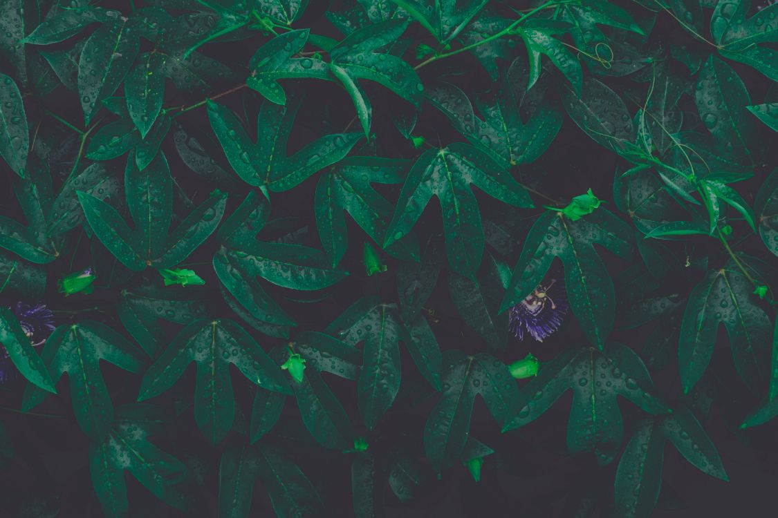 Verde, Patrón, Ilustración, Arte, Artes Creativas. Wallpaper in 6000x4000 Resolution