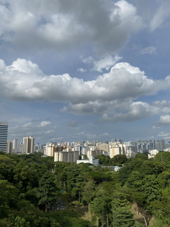 植被, 塔块, 街区, 城市, 大都会 壁纸 1536x2048 允许