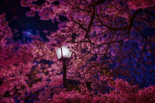 Image black street light near pink and brown leaves tree during daytime