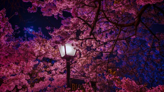 Image black street light near pink and brown leaves tree during daytime