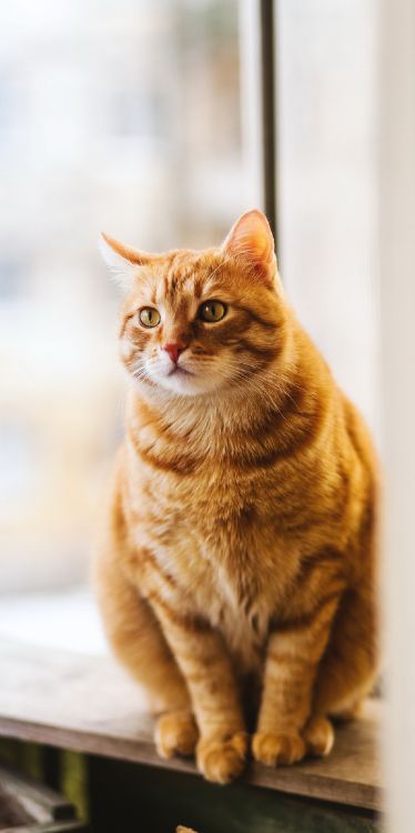 Backenbart, American Shorthair, Katze, Auge, Carnivore. Wallpaper in 1328x2657 Resolution