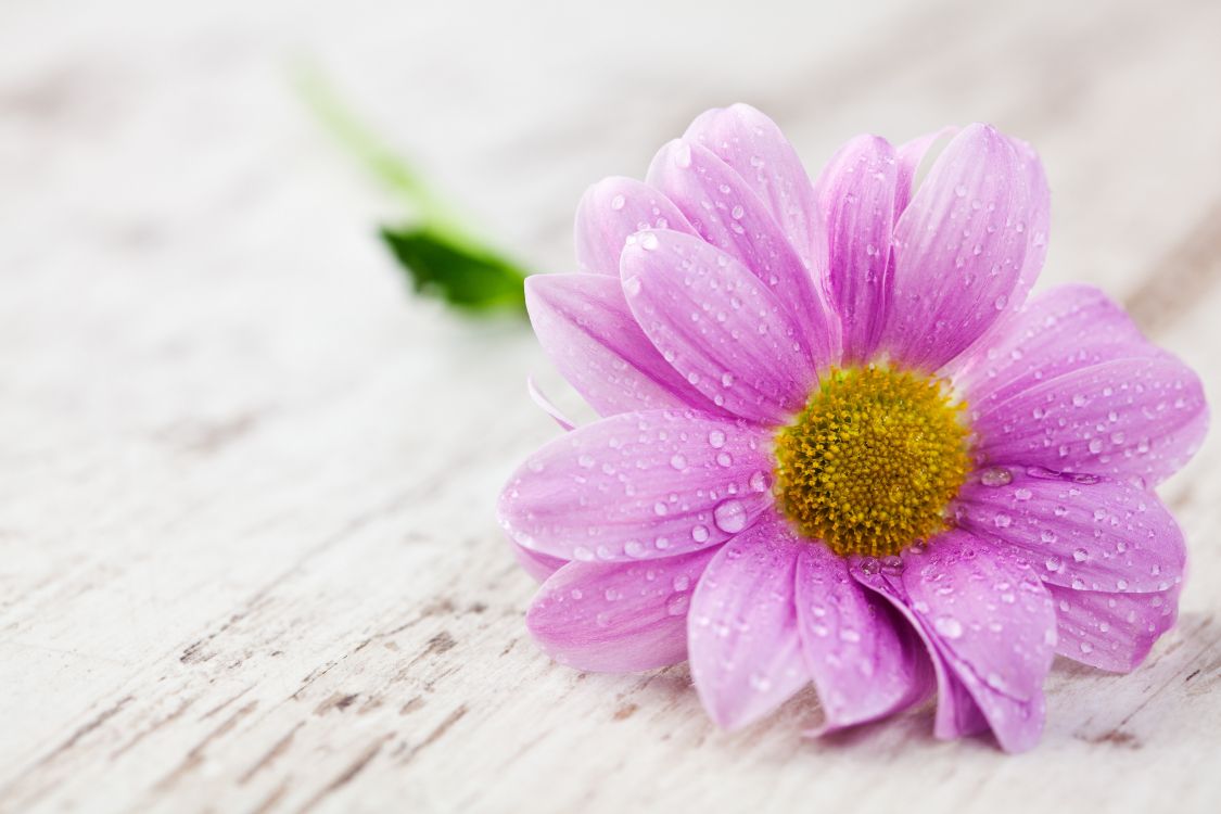 Pink Flower on White Surface. Wallpaper in 5616x3744 Resolution