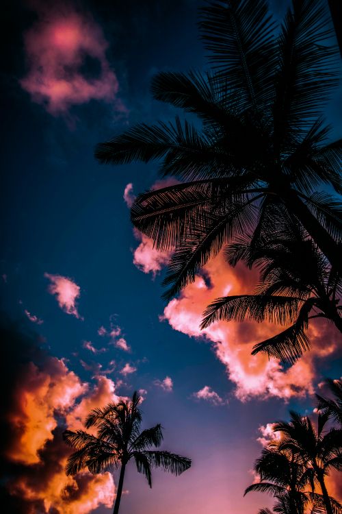Verano, Ambiente, Luz, Naturaleza, Atardecer. Wallpaper in 3648x5472 Resolution