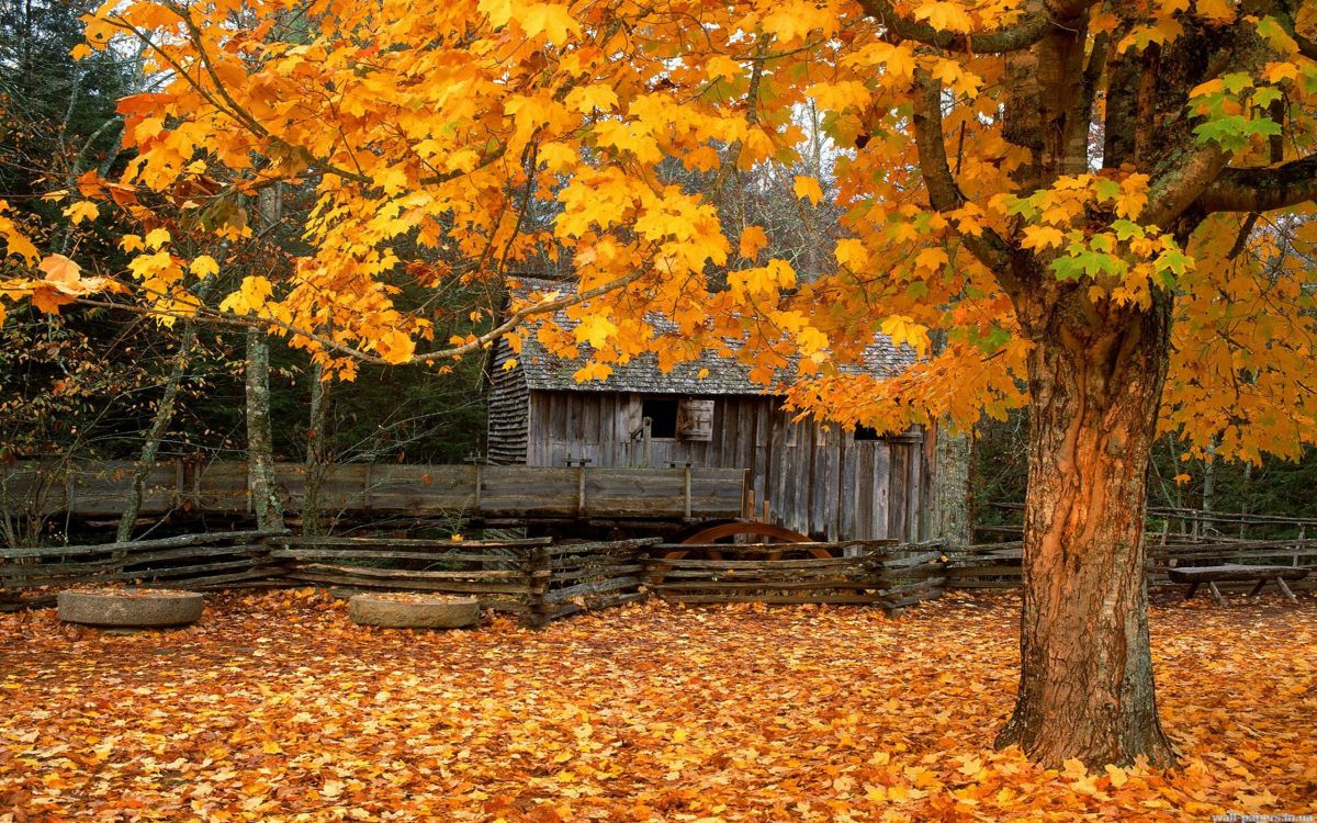 Maison en Bois Brune Près Des Arbres à Feuilles Jaunes et Brunes. Wallpaper in 2560x1600 Resolution