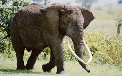 Image grey elephant on green grass during daytime