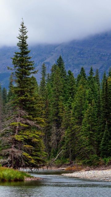 Image green pine trees near lake during daytime
