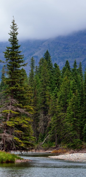 Image green pine trees near lake during daytime