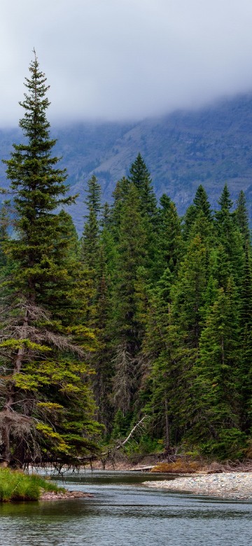 Image green pine trees near lake during daytime