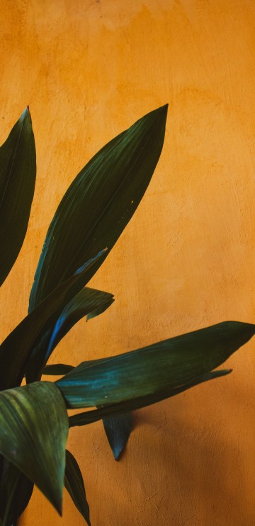 Image green plant beside brown wall
