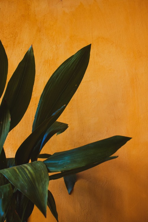 Image green plant beside brown wall