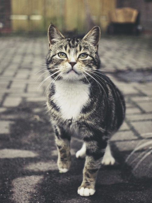 Image black and white tabby cat on gray concrete pavement