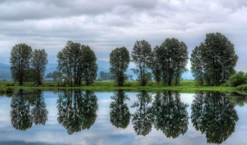 Image green trees beside body of water under cloudy sky during daytime