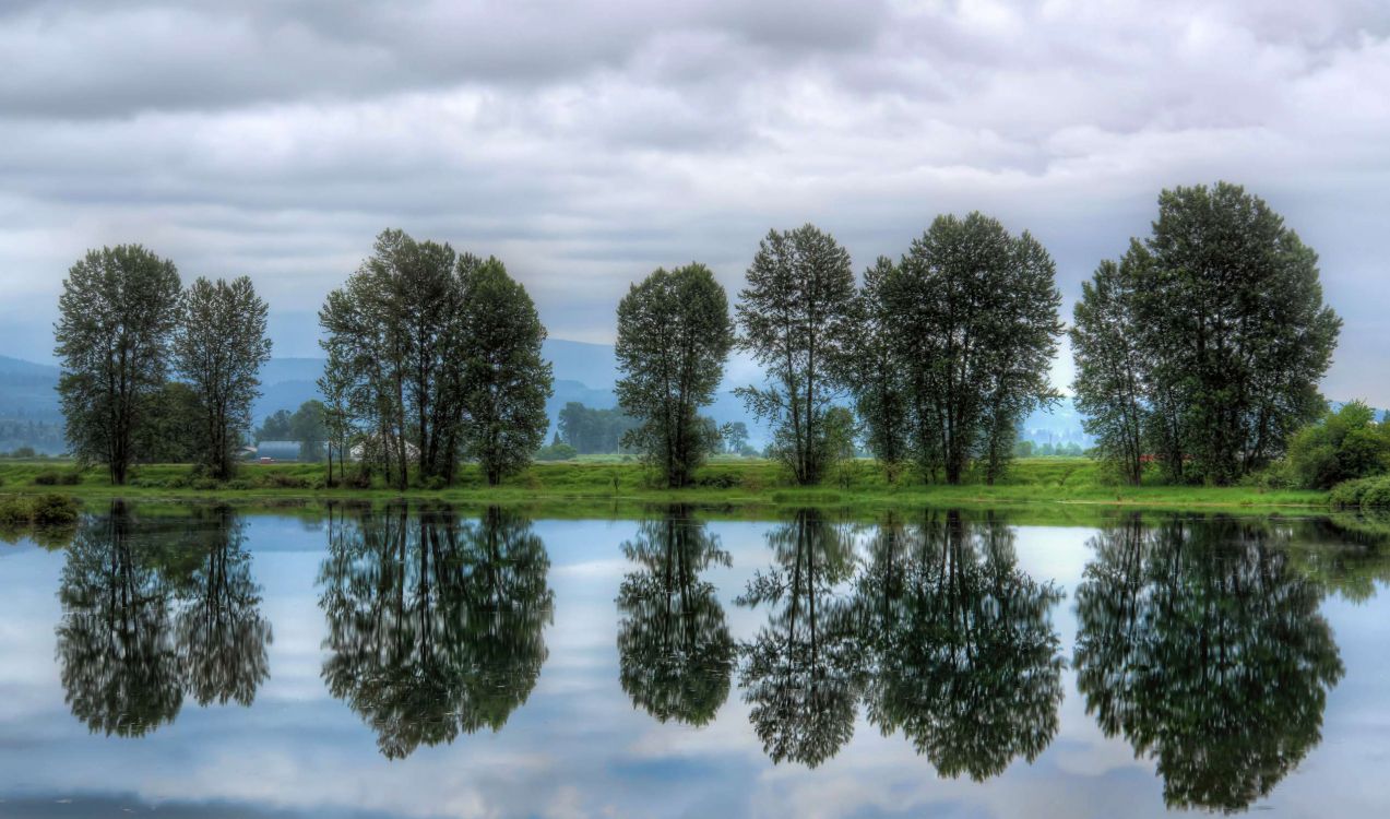 green trees beside body of water under cloudy sky during daytime