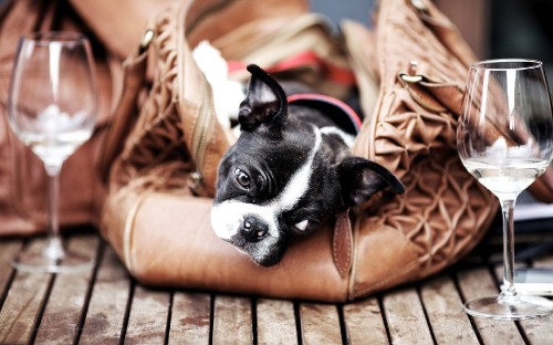 Image black and white boston terrier puppy on brown leather sofa