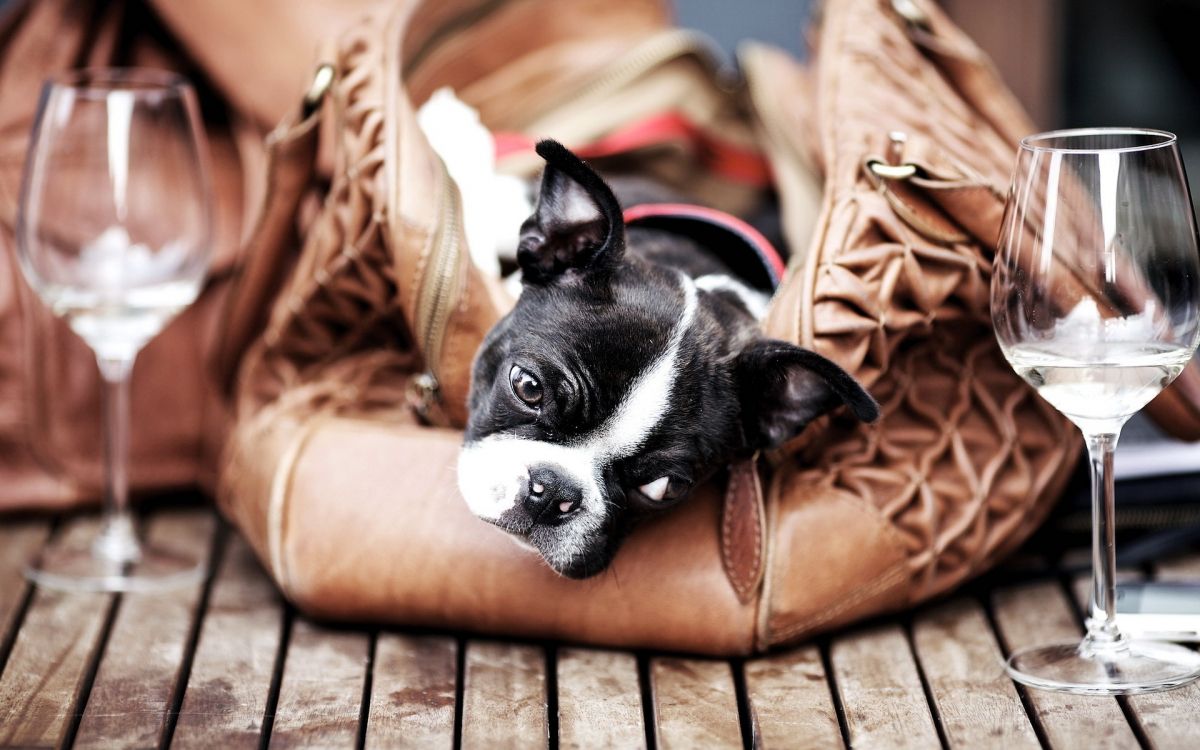 black and white boston terrier puppy on brown leather sofa