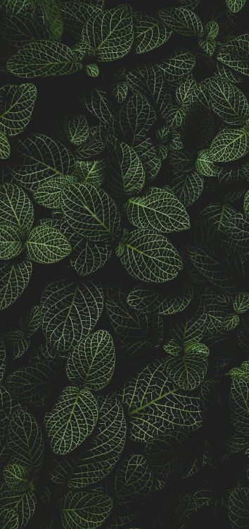 Cercle, Plante Terrestre, Symétrie, la Floraison de la Plante, Couvre-sol. Wallpaper in 1514x3200 Resolution