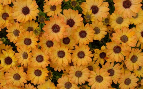 Image yellow and brown flower field