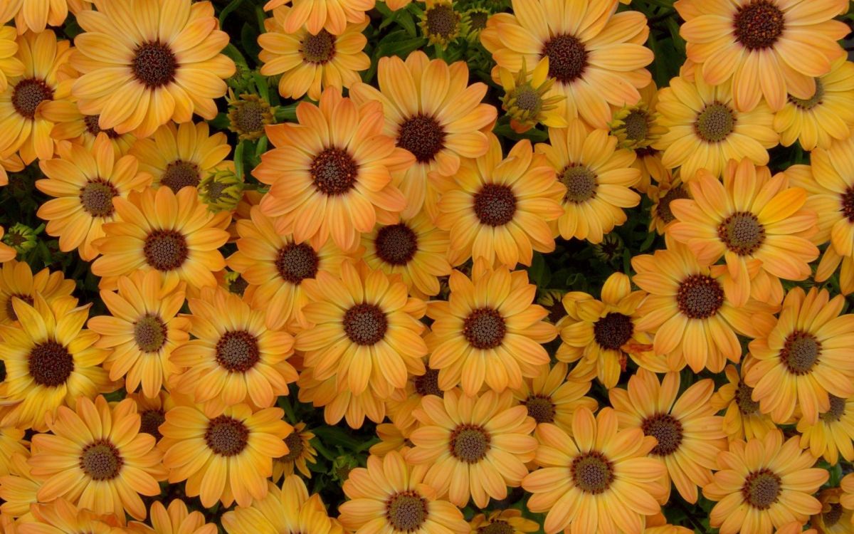 yellow and brown flower field