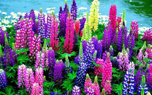 Image pink and purple flowers near body of water during daytime