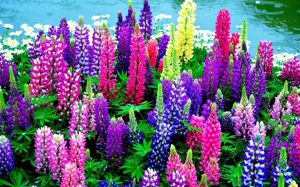 pink and purple flowers near body of water during daytime