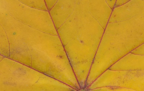 Image yellow spider web in close up photography