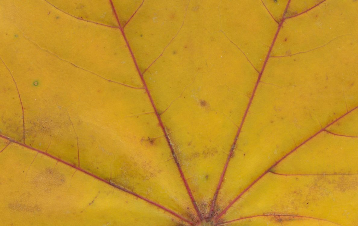 yellow spider web in close up photography