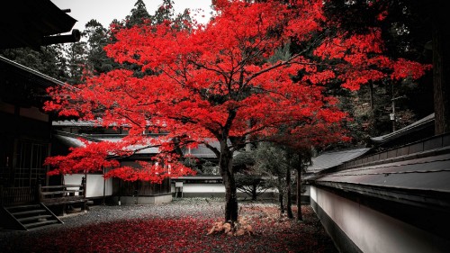 Image red leaf trees near white concrete building