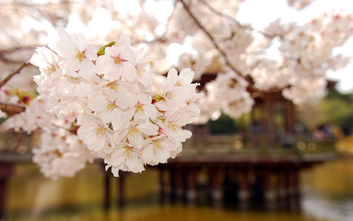 white cherry blossom in close up photography