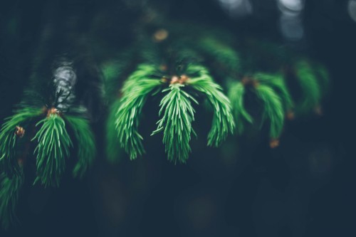 Image green fern plant in close up photography