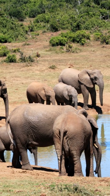 Image group of elephants on brown field during daytime