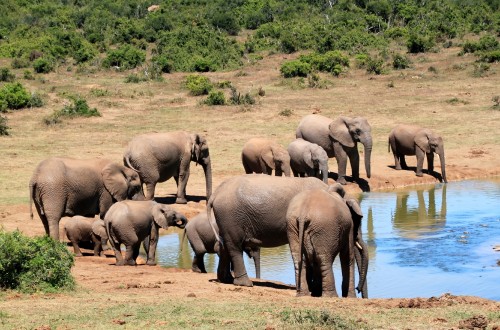 Image group of elephants on brown field during daytime