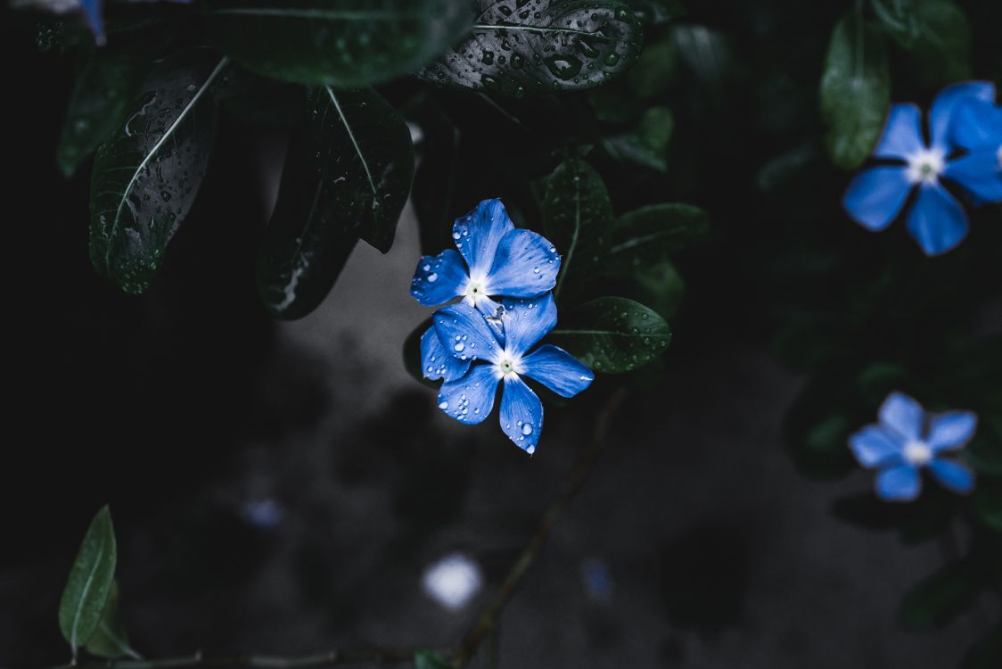 Flower, Flowering Plant, Petal, Blue, Plant. Wallpaper in 5168x3448 Resolution