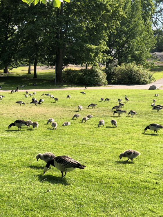 草, 生态系统, 科学, 鸟, 自然景观 壁纸 1536x2048 允许