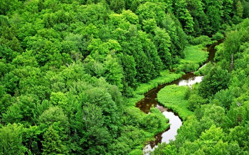 Image river between green trees during daytime