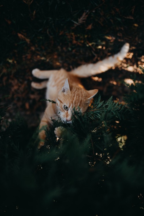 Image orange tabby cat on green grass